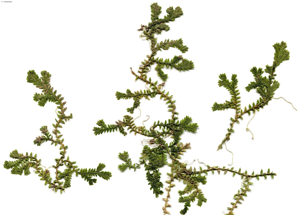 Selaginella kraussiana (Selaginellaceae)